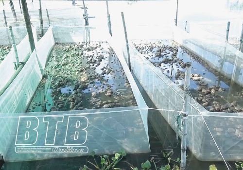 Làm giàu từ nuôi ếch Thái Lan