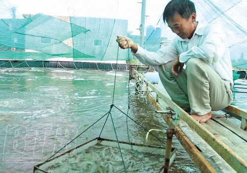 Làm giàu từ nuôi tôm công nghệ cao trong nhà lưới