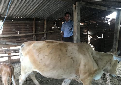 Bình Thuận: Công bố dịch viêm da nổi cục ở trâu, bò