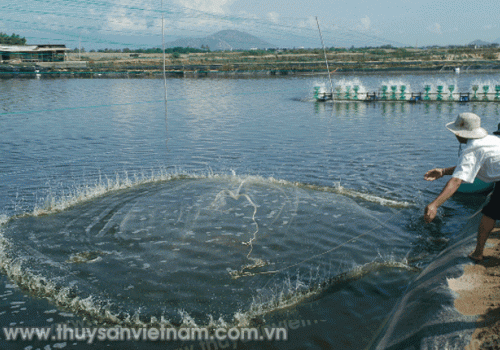 Loại bỏ kim loại nặng trong ao nuôi