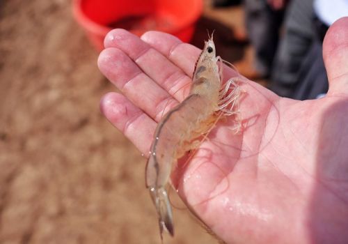 Một số lời khuyên khi nuôi tôm thẻ thời điểm giao mùa