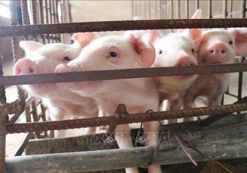 Hà Nội: Thúc đẩy tái đàn gia súc gia cầm, hạn chế rủi ro từ dịch bệnh