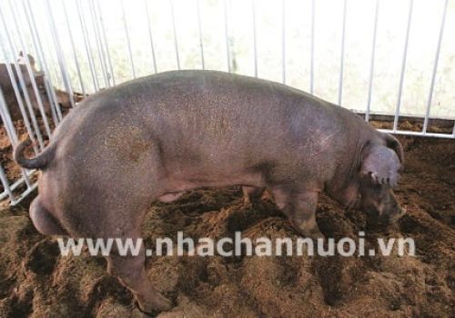 Chất lượng đàn lợn giống của Việt Nam