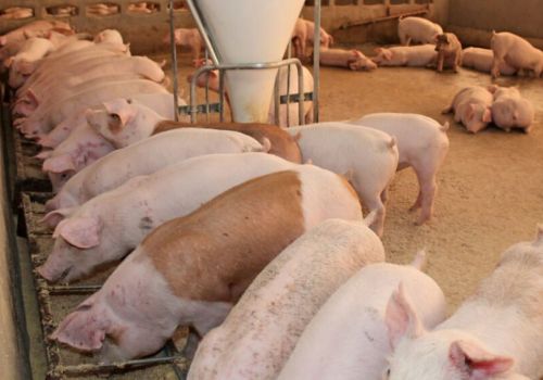 Thái Lan: Nhu cầu thức ăn cho lợn giảm khoảng 30%