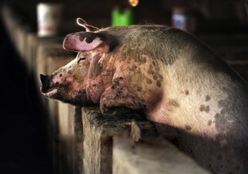 Người chăn nuôi lợn tại Trung Quốc lại gặp khó khăn