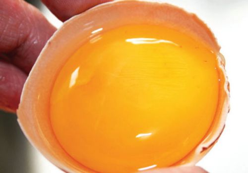 Miễn dịch cho tôm bằng lòng đỏ trứng gà