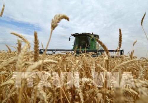 WTO cảnh báo giá lương thực tăng do cuộc khủng hoảng Ukraine
