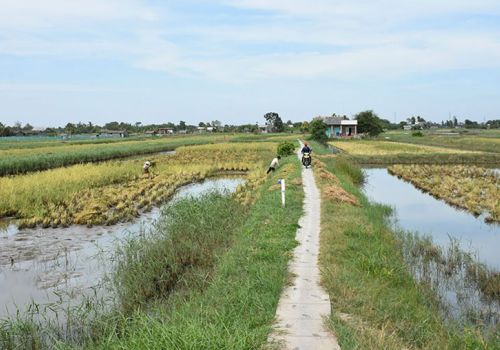 Bến Tre: Thạnh Phú nhân rộng các mô hình tôm – lúa