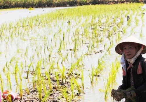 Bấp bênh mô hình lúa tôm