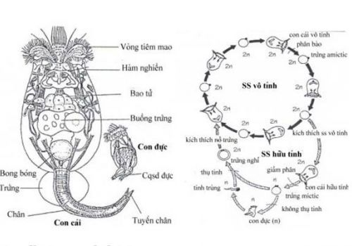 Kỹ thuật sử dụng luân trùng, vi tảo trong nuôi tôm