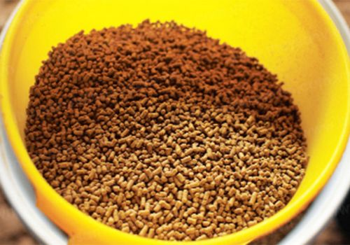 Lưu ý lựa chọn thức ăn tôm