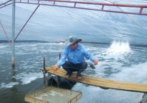 Lưu ý nuôi tôm khi thời tiết bất lợi