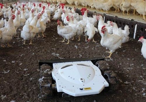 5 xu hướng mới cho ngành gia cầm 2021