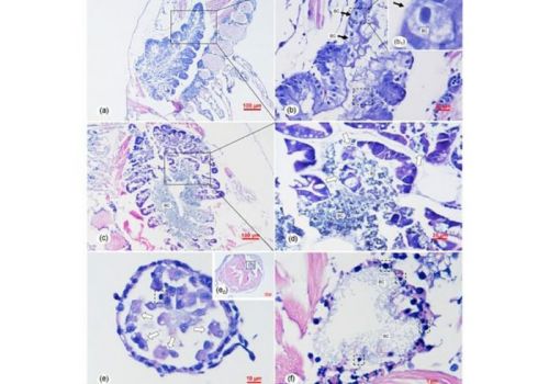 Bệnh hậu ấu trùng trong suốt trên tôm thẻ