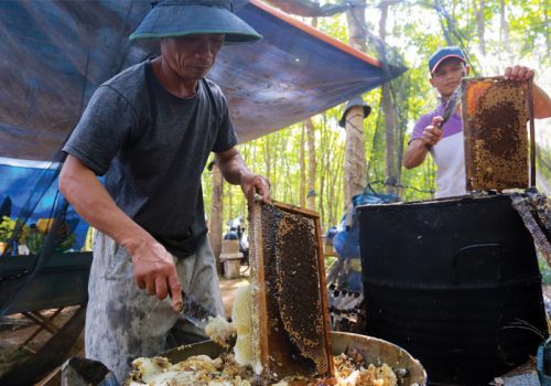 Mật ong Việt “tắc đường” sang Mỹ