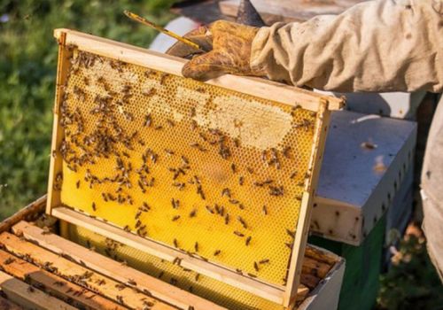 Hoa Kỳ giảm mạnh thuế chống bán phá giá với mật ong Việt Nam