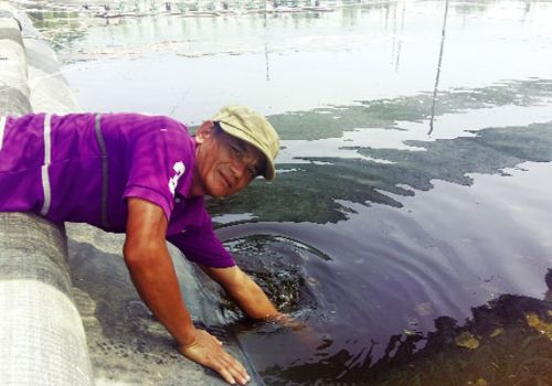 Sử dụng mật rỉ đường trong hệ thống ao nuôi tôm không thay nước
