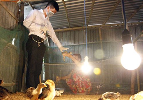 Chú ý bảo quản vắc-xin, liều lượng và kỹ thuật tiêm phòng cúm gia cầm