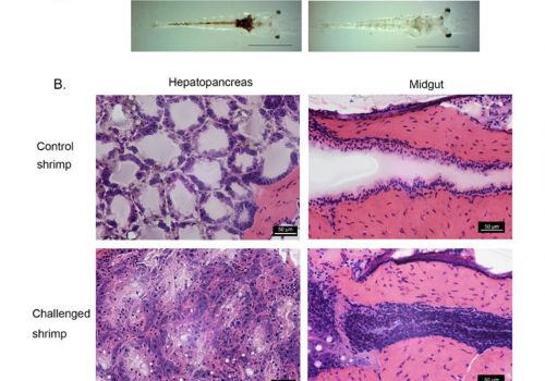 Một chủng mới có độc lực gấp 1000 lần hoại tử gan tụy cấp tính trên tôm nuôi