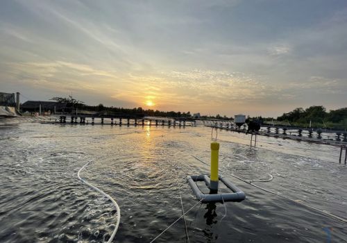 Quy trình nuôi tôm công nghệ cao 3 giai đoạn