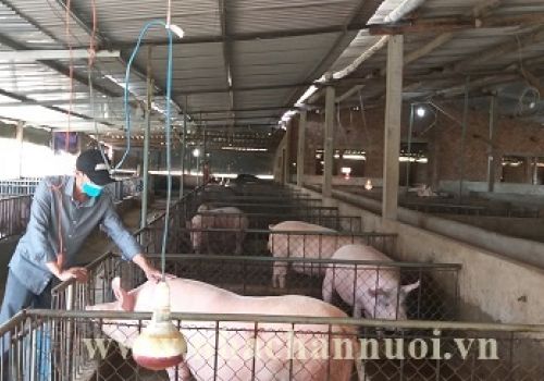 Anh Hồ Thanh Minh (Quảng Ngãi): Nuôi heo ATSH vượt “bão” dịch bệnh