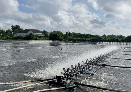 Giá tôm tăng, công nhân ở miền Tây vào nhà máy giảm