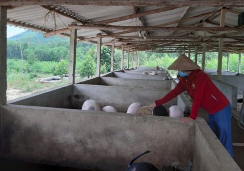 Gương phụ nữ chăn nuôi mang lại hiệu quả kinh tế