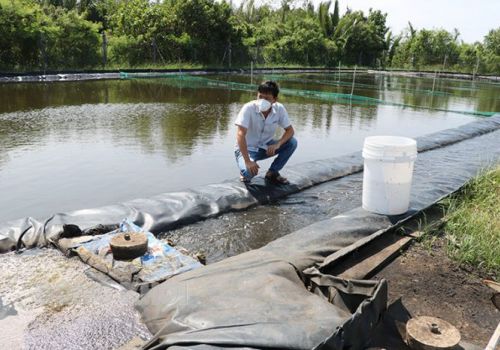 Mô hình nuôi tôm Combine Mini cho nông hộ nhỏ