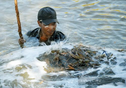 Nuôi “lung tung, thập cẩm” đủ thứ con đặc sản trong vuông tôm, “ôm” về cuối năm, nông dân Cà Mau hốt bạc