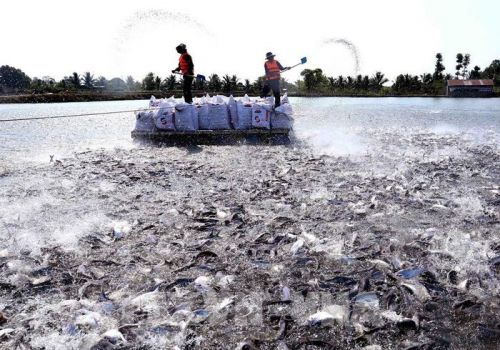 Cá tra sốt giá và những hệ lụy tiềm ẩn