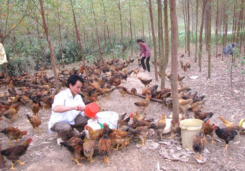 Mô hình nuôi gà đẻ trứng sạch