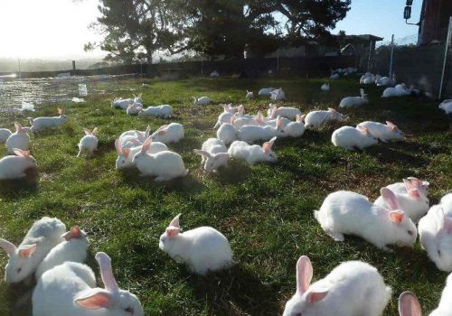 Kĩ thuật nuôi thỏ thả vườn.