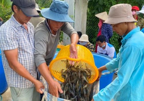 Mô hình nuôi tôm 3 giai đoạn mang lại hiệu quả kinh tế cao ở Cà Mau