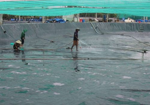 Nuôi tôm thâm canh công nghệ cao