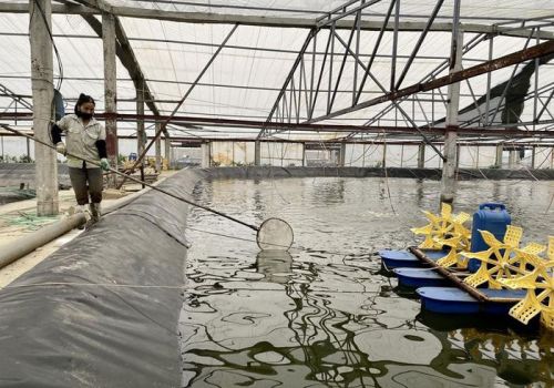 Xã Thanh Thủy phát triển vùng nuôi tôm theo hướng công nghệ cao