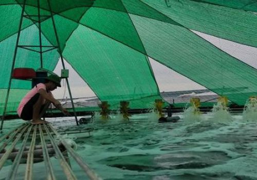 Huyện Hoằng Hóa phát triển nghề nuôi trồng thủy sản bền vững