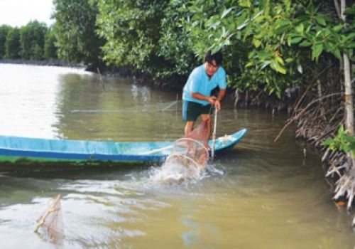 Mô hình nuôi tôm – rừng đang đem lại nhiều lợi ích to lớn