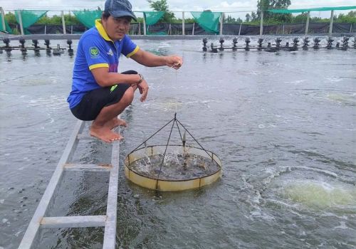 Ở vùng đất này của Bạc Liêu nông dân giấu bí quyết gì mà nuôi tôm cho năng suất cao gấp 10 lần nơi khác?