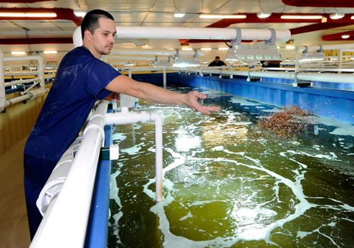 Nuôi tôm trên cạn: Mô hình thay đổi diện mạo ngành nuôi trồng thủy sản