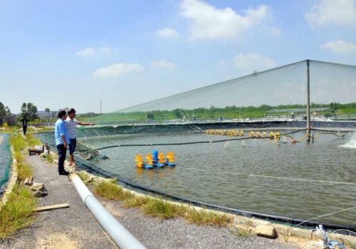 ‘Phá vỡ’ tính mùa vụ trong nuôi trồng thủy sản