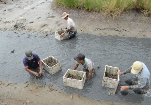Làm gì để “lúa, tôm” trở thành thương hiệu của đồng bằng sông Cửu Long?
