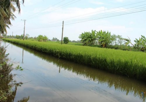 Từ cây lúa đến con tôm – Thách thức cần lời giải