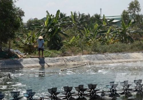 Chặt tràm, nhổ lúa, mua muối để nuôi tôm