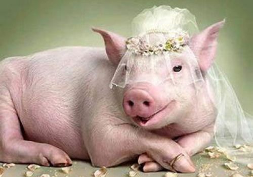 Xử lý khi heo có triệu chứng sốt, nằm ủ rũ, ho