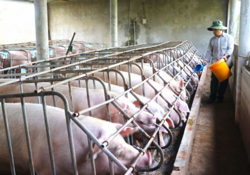 Nuôi heo, tận dụng nguồn chất thải trồng mía, trồng cỏ nuôi bò