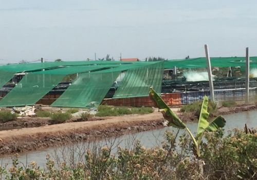Một số biện pháp chống nóng cho tôm nuôi - Ninh Bình