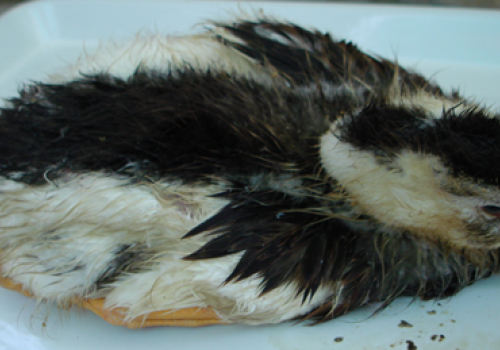 Một số đặc tính sinh học của chủng virus vaccine nhược độc dịch tả vịt DP-EG-2000 sau bảo quản