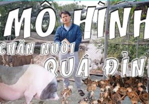 Mô hình chăn nuôi vịt, gà, ngan, ngỗng, lợn độc đáo