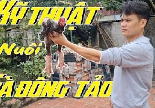Kỹ thuật nuôi Gà đông tảo