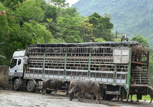 Bắc Kạn: Công bố hết bệnh viêm da nổi cục ở trâu, bò trên địa bàn tỉnh